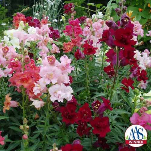 تصویر مربعی از گل‌های Antirrhinum majus Little Darling به رنگ‌های صورتی، قرمز و سفید که در باغ رشد می‌کنند.  در سمت راست پایین قاب، یک لوگوی دایره‌ای قرار دارد.