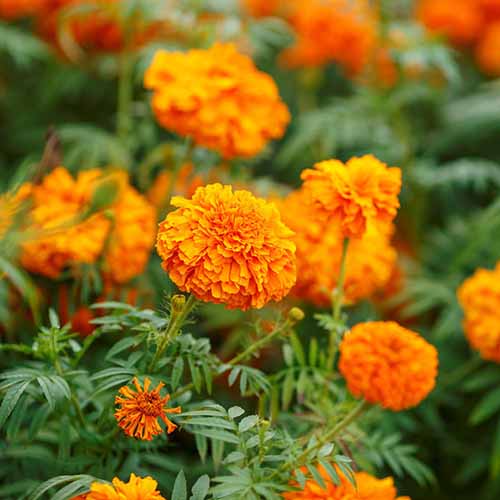 تصویر مربعی نزدیک از گل‌های نارنجی روشن «ماندارین» Tagetes که در باغ رشد می‌کنند، روی پس‌زمینه‌ای با فوکوس نرم.