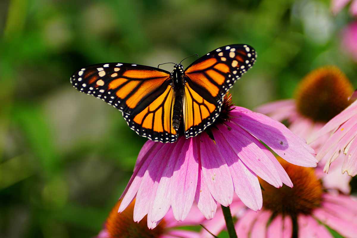 تصویر افقی نزدیک از یک پروانه سلطنتی که در جستجوی غذا از گل اکیناسه است که در زیر نور آفتاب در پس‌زمینه‌ای با فوکوس ملایم تصویر شده است.