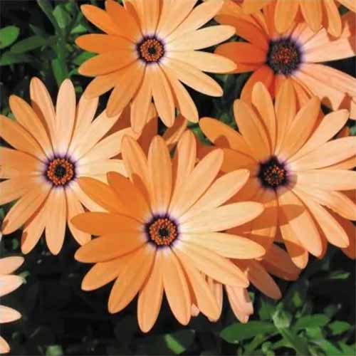تصویر مربع نزدیک از گل‌های درخشان Osteospermum 'Symphony' Orange که در باغ رشد می‌کنند، روی پس‌زمینه‌ای با فوکوس نرم.