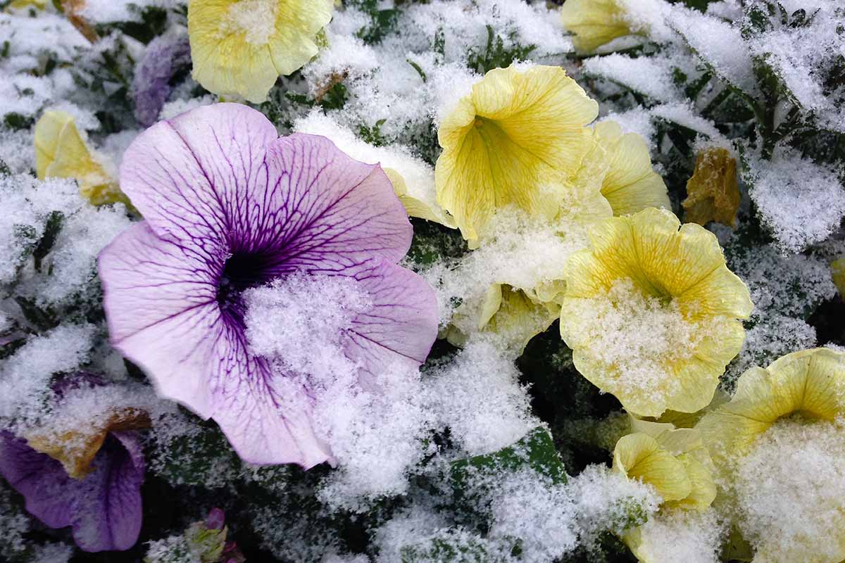 تصویر افقی نزدیک از گل اطلسی بنفش و زرد در حال رشد در فضای باز با گرد و غبار ملایم برف.