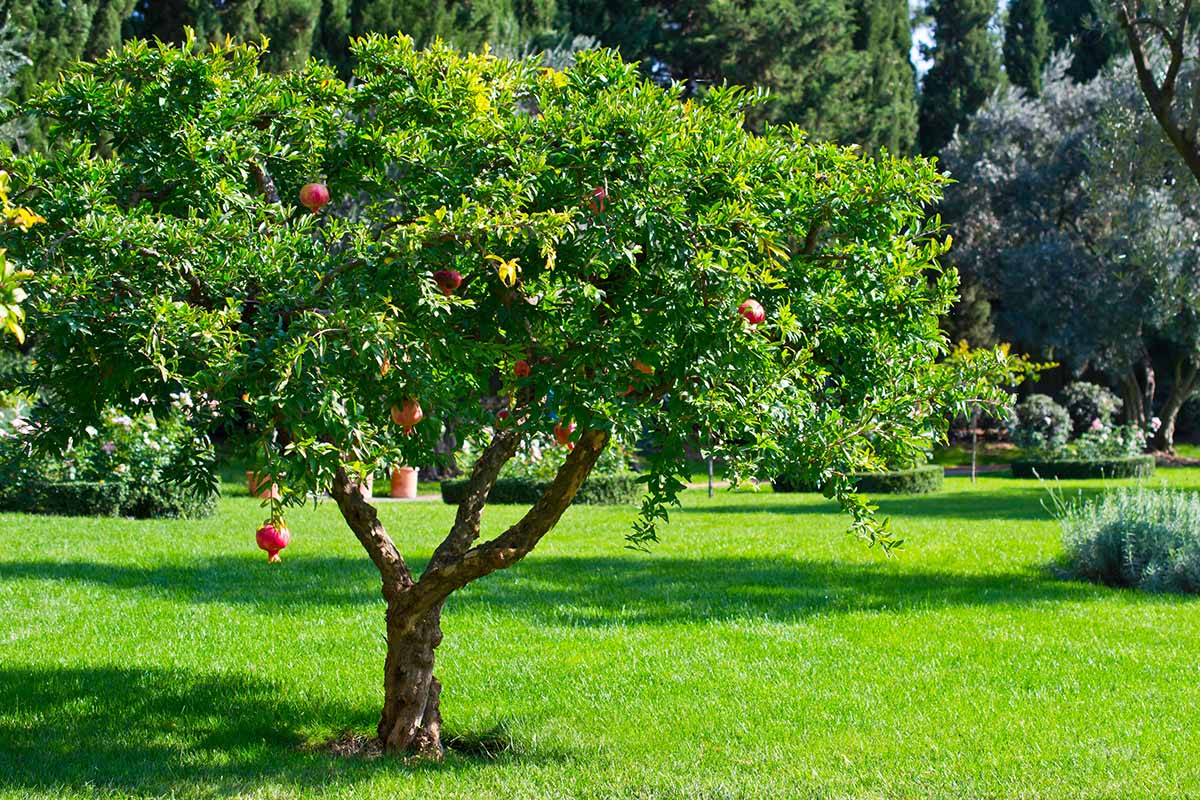 تصویری افقی از درخت انار در حال رشد در یک باغ رسمی با چمن‌زار، پرچین، و درختان در پس‌زمینه.
