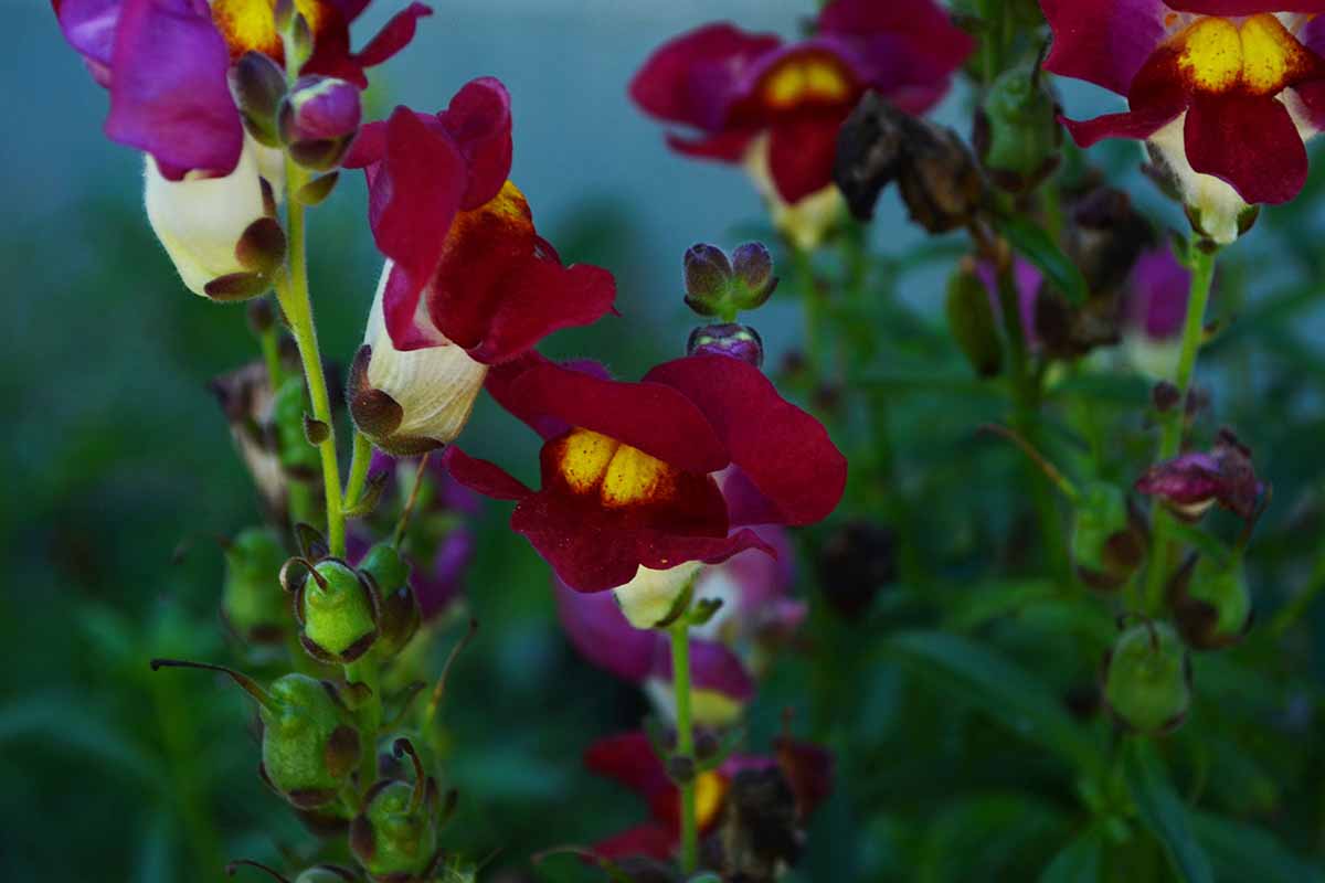 تصویر افقی نزدیک از گل‌های snapdragon سری Sonnet قرمز تیره که در خارج از منزل رشد می‌کنند، روی پس‌زمینه فوکوس ملایم تصویر شده‌اند.