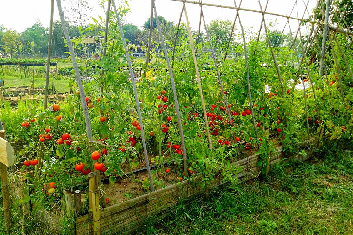 تصویری افقی از باغچه‌ای مرتفع پر از بوته‌های گوجه‌فرنگی و سازه‌ای چوبی برای چیدن.