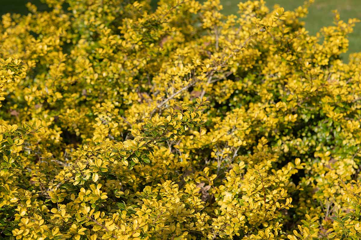یک تصویر افقی نزدیک از Ilex crenata "Golden Gem" با شاخ و برگ زرد روشن.