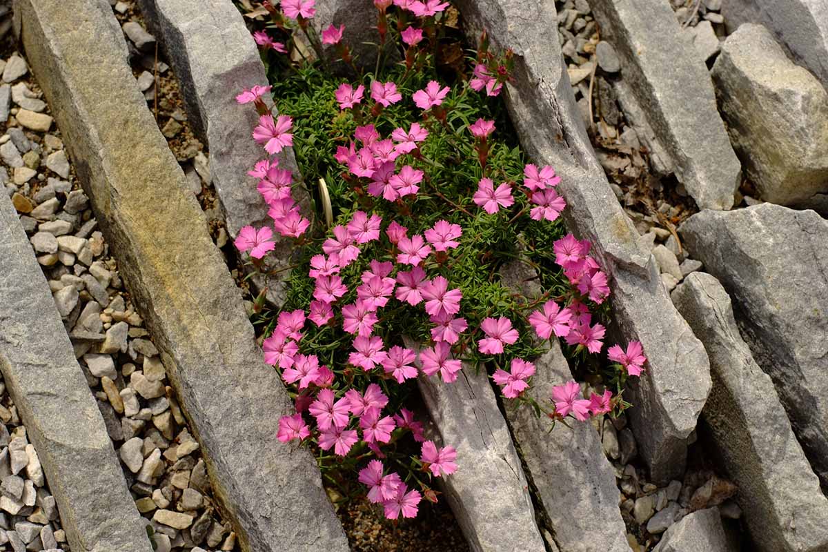 تصویر افقی نزدیک از گل‌های صورتی آلپی کوچک که در صخره‌ای رشد می‌کنند.