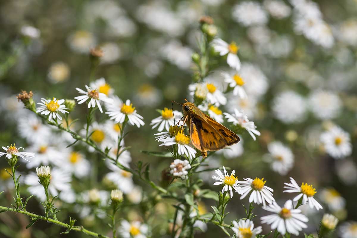 تصویر افقی نزدیک از یک پروانه کاپیتان که از گل های مروارید سفید تغذیه می کند که در پس زمینه ای با فوکوس ملایم تصویر شده است.