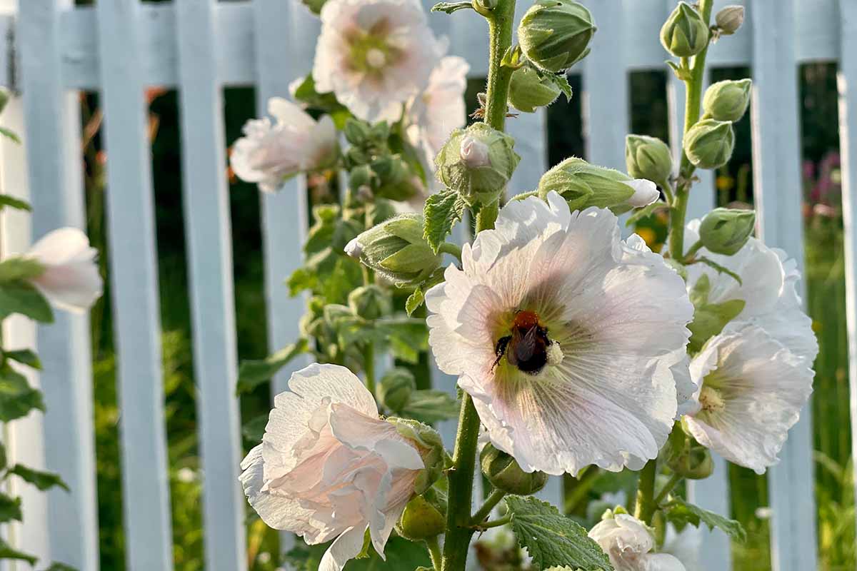 تصویر افقی نزدیک از زنبوری که از گل‌های صورتی کم‌رنگ خارج از حصار چوبی تغذیه می‌کند.