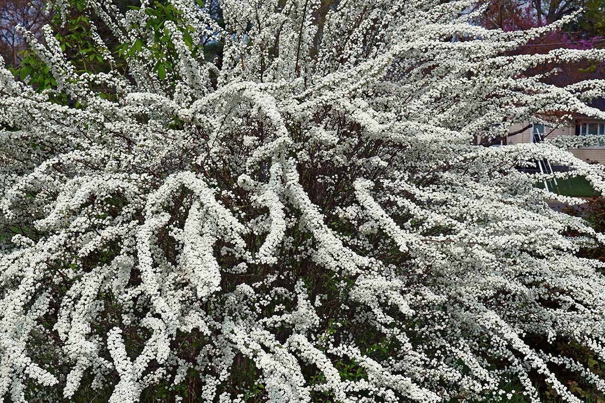یک تصویر افقی نزدیک از یک درختچه بزرگ Spirea «تاج گل عروس» پوشیده از گل‌های سفید.