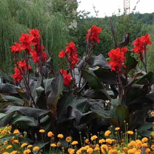 تصویر مربعی از کنسروهای «شوالیه سیاه» که در باغ با گل‌های قرمز و شاخ و برگ تیره در حال رشد است.