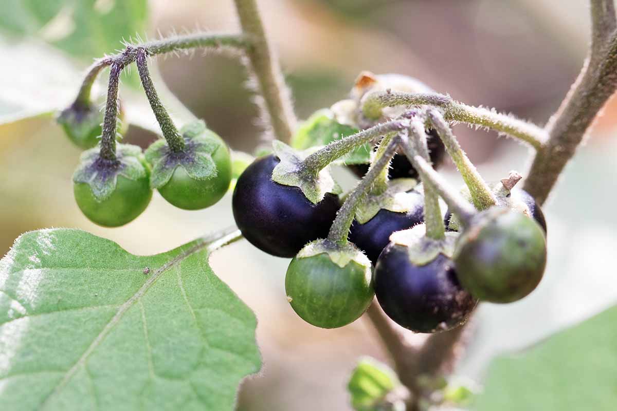 تصویر افقی نزدیک از میوه Solanum nigrum با نام مستعار سیاه شب.