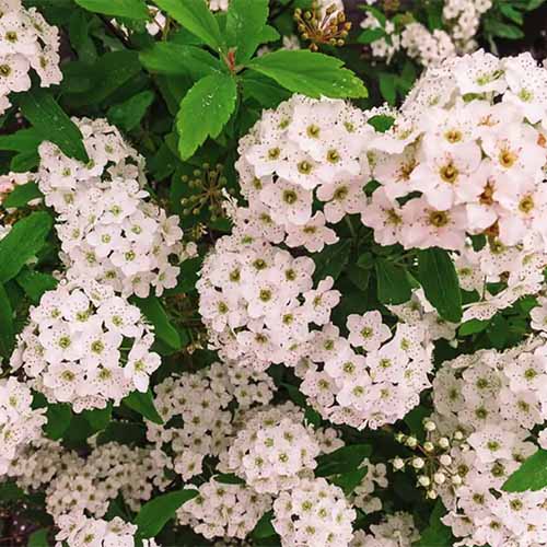 تصویر مربعی نزدیک از گل‌های سفید اسپریا «تاج گل عروس» که در باغ رشد می‌کند.