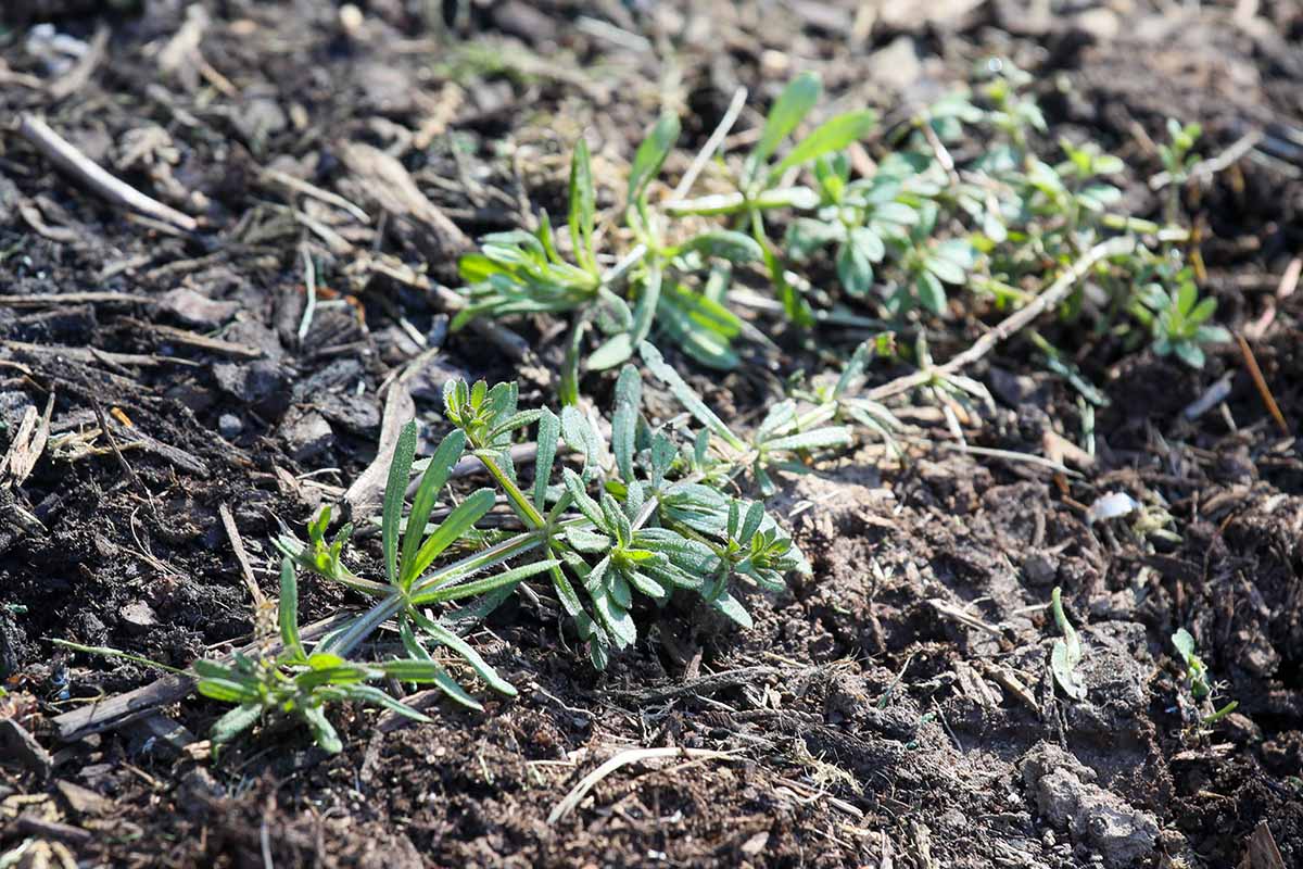 تصویری افقی از قیچی ها (گالیوم آپارین) در حال رشد در خاک غنی.