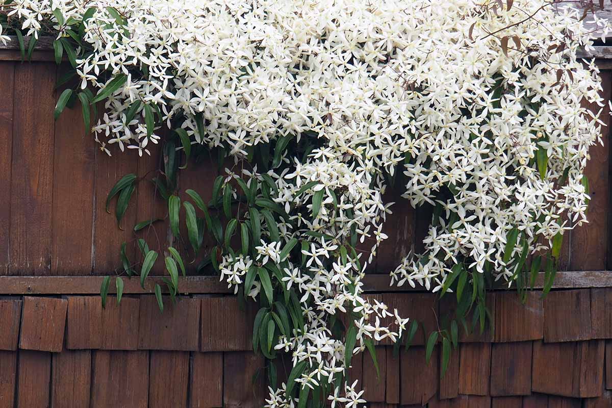 تصویری افقی از درخت انگور که روی یک حصار چوبی با گل‌های سفید فراوان رشد می‌کند.
