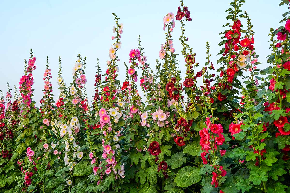 تصویری افقی از هالی هاک های رنگارنگ (Alcea rosea) که در پس زمینه آسمان آبی به تصویر کشیده شده است.