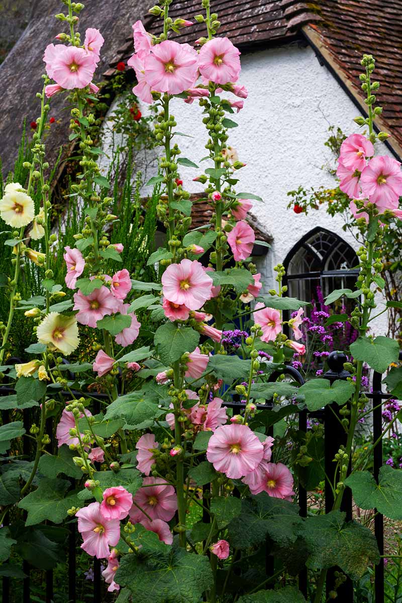 تصویری عمودی از گل‌های رنگارنگ Alcea rosea که در خارج از یک اقامتگاه رشد می‌کنند.