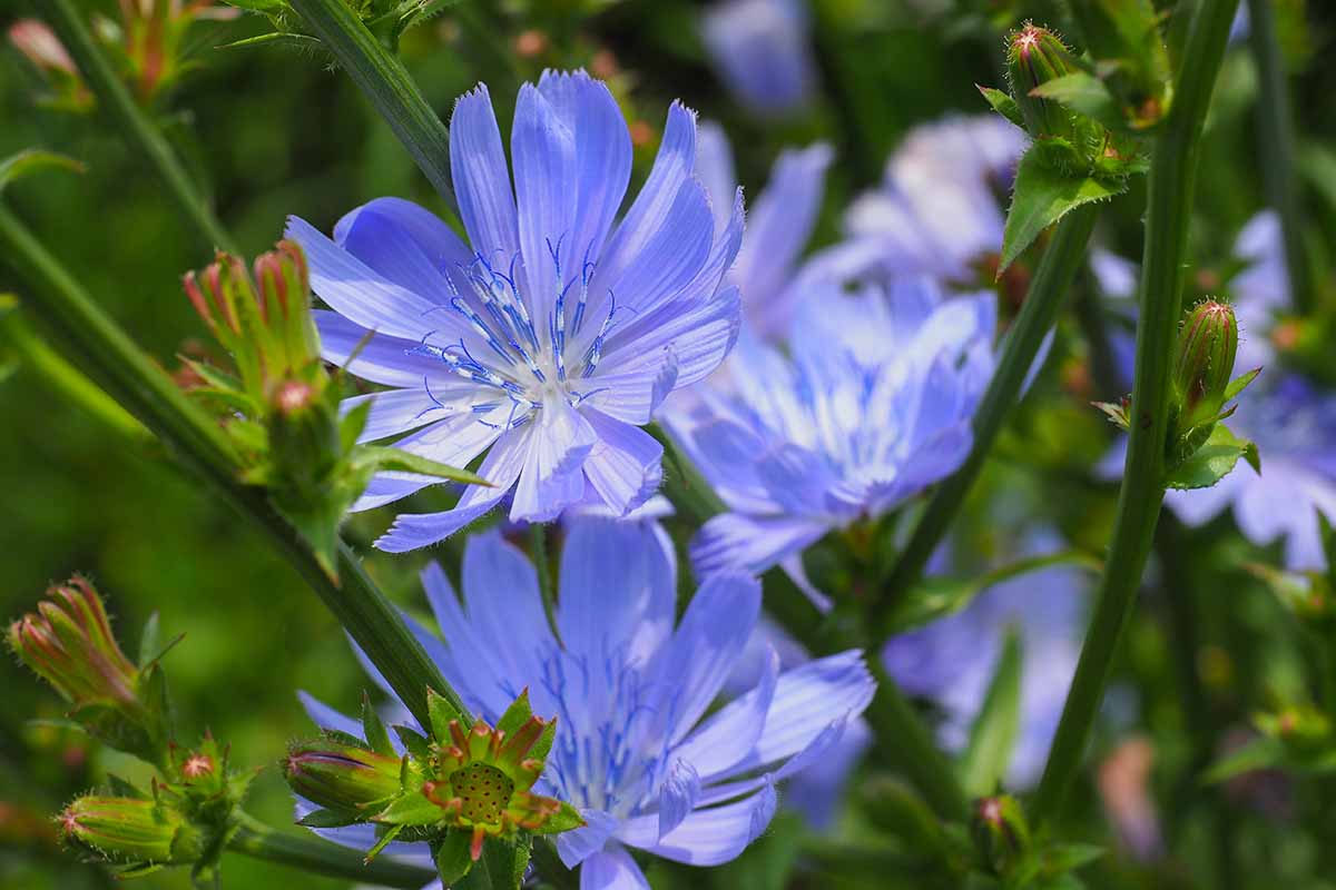 تصویر افقی نزدیک از گل‌های کاسنی آبی که در باغ رشد می‌کنند، روی پس‌زمینه‌ای با فوکوس نرم.