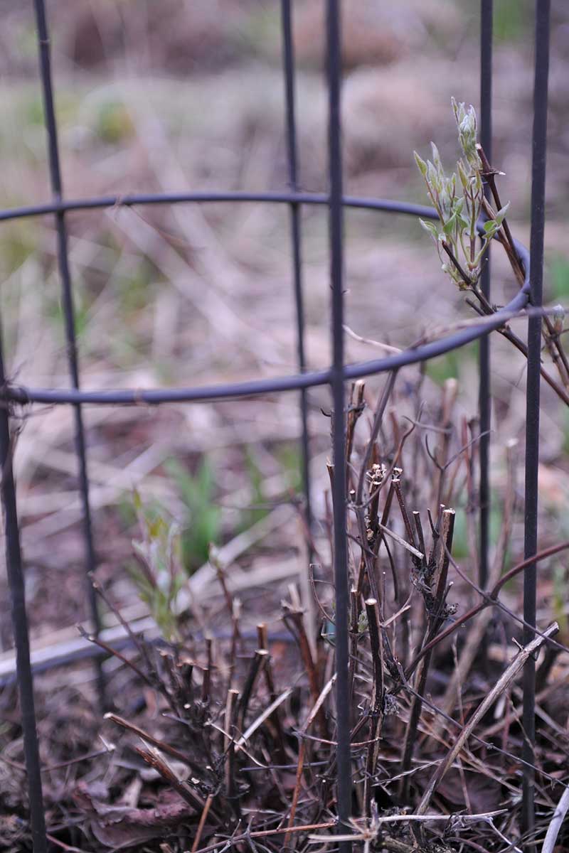 تصویر عمودی نزدیک از گیاه کلماتیس که درست در پاییز هرس شده است، در یک پس‌زمینه فوکوس ملایم تصویر شده است.