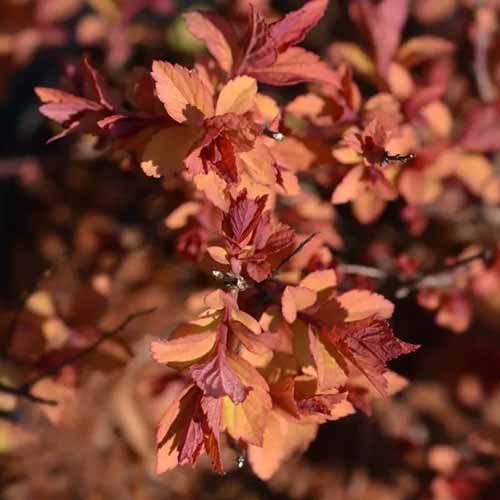 تصویر مربع نزدیک از شاخ و برگ spirea "Firelight" که روی پس‌زمینه فوکوس ملایم تصویر شده است.