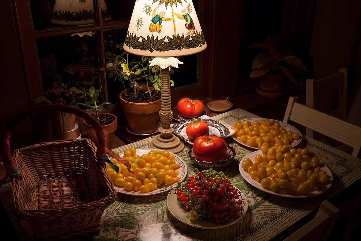 تصویر افقی از یک میز شام کوچک با بشقاب های پر از انواع گوجه فرنگی که توسط یک چراغ تزئینی روشن شده است.