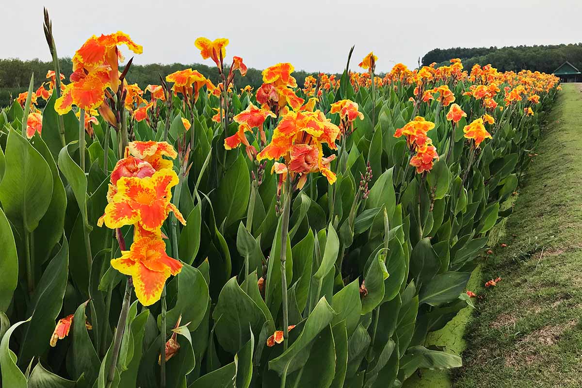 تصویر افقی نزدیک از یک پایه بزرگ از نیلوفرهای کانا قرمز و نارنجی در کنار جاده ای روستایی.