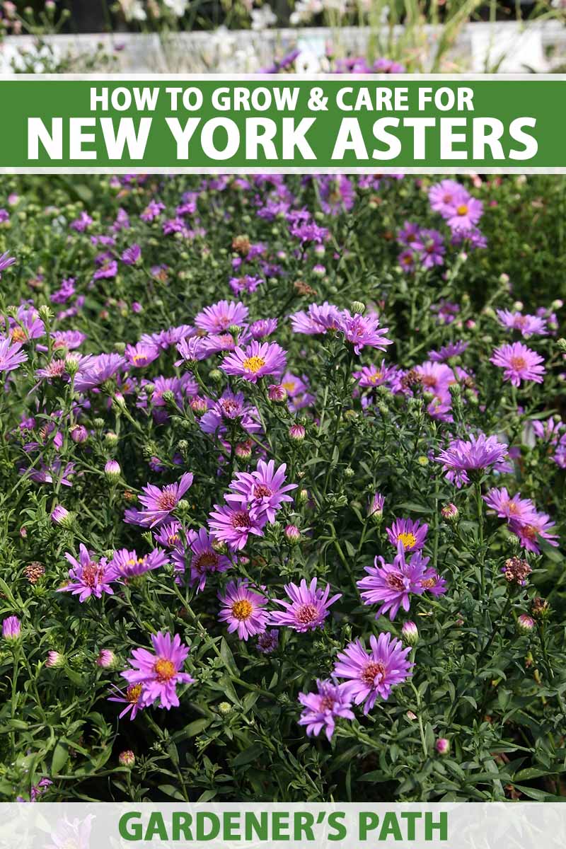 تصویر عمودی نزدیک از گل‌های ستاره نیویورکی در حال رشد در باغ.  در بالا و پایین کادر، متن سبز و سفید چاپ شده است.