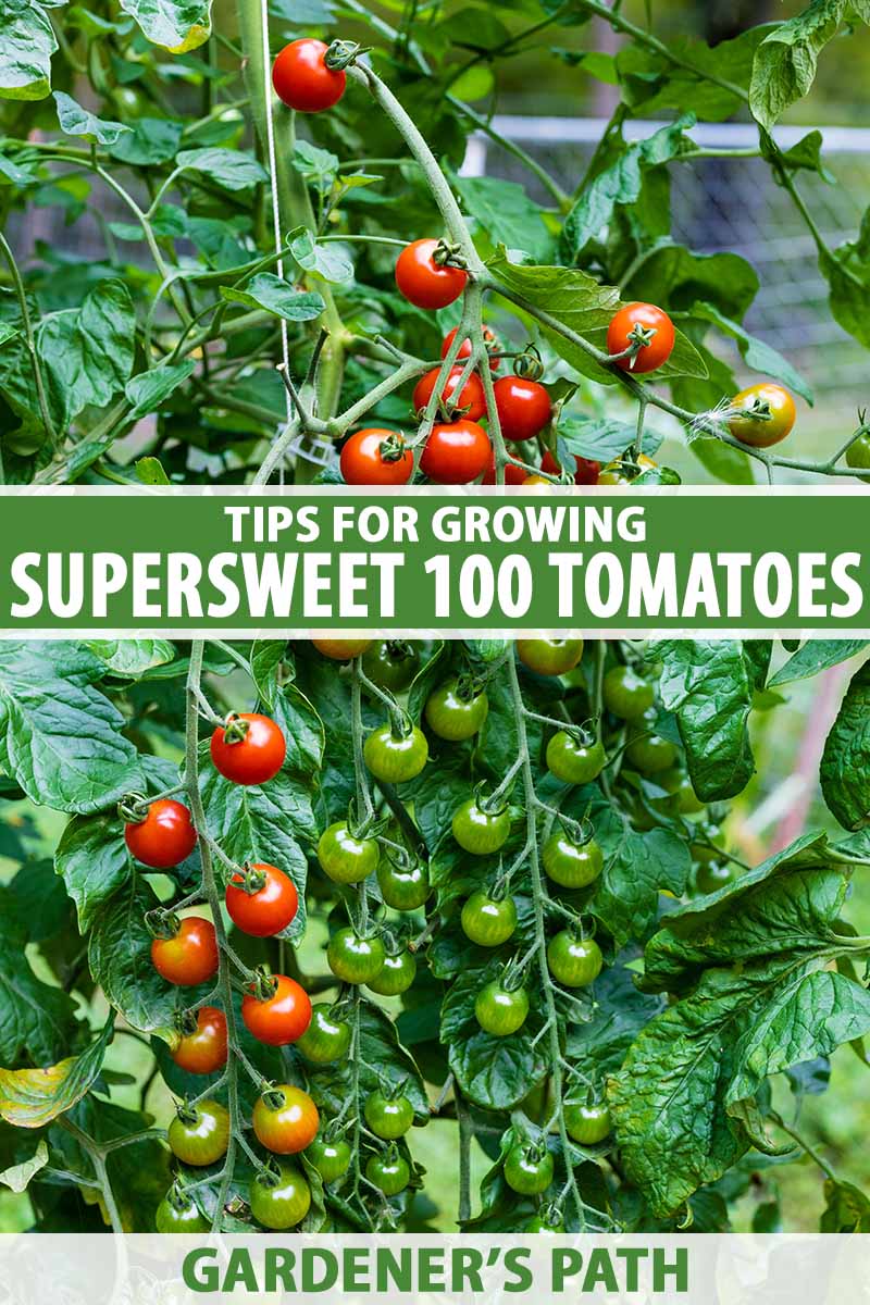 تصویر عمودی نزدیک از گوجه‌فرنگی‌های رسیده و سبز «Supersweet 100» که روی درخت انگور در باغ رشد می‌کنند، روی پس‌زمینه فوکوس نرم.  در مرکز و پایین کادر، متن سبز و سفید چاپ شده است.