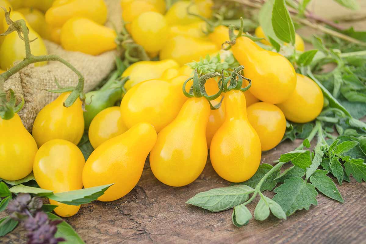 نکاتی برای پرورش گوجه فرنگی زرد عالی