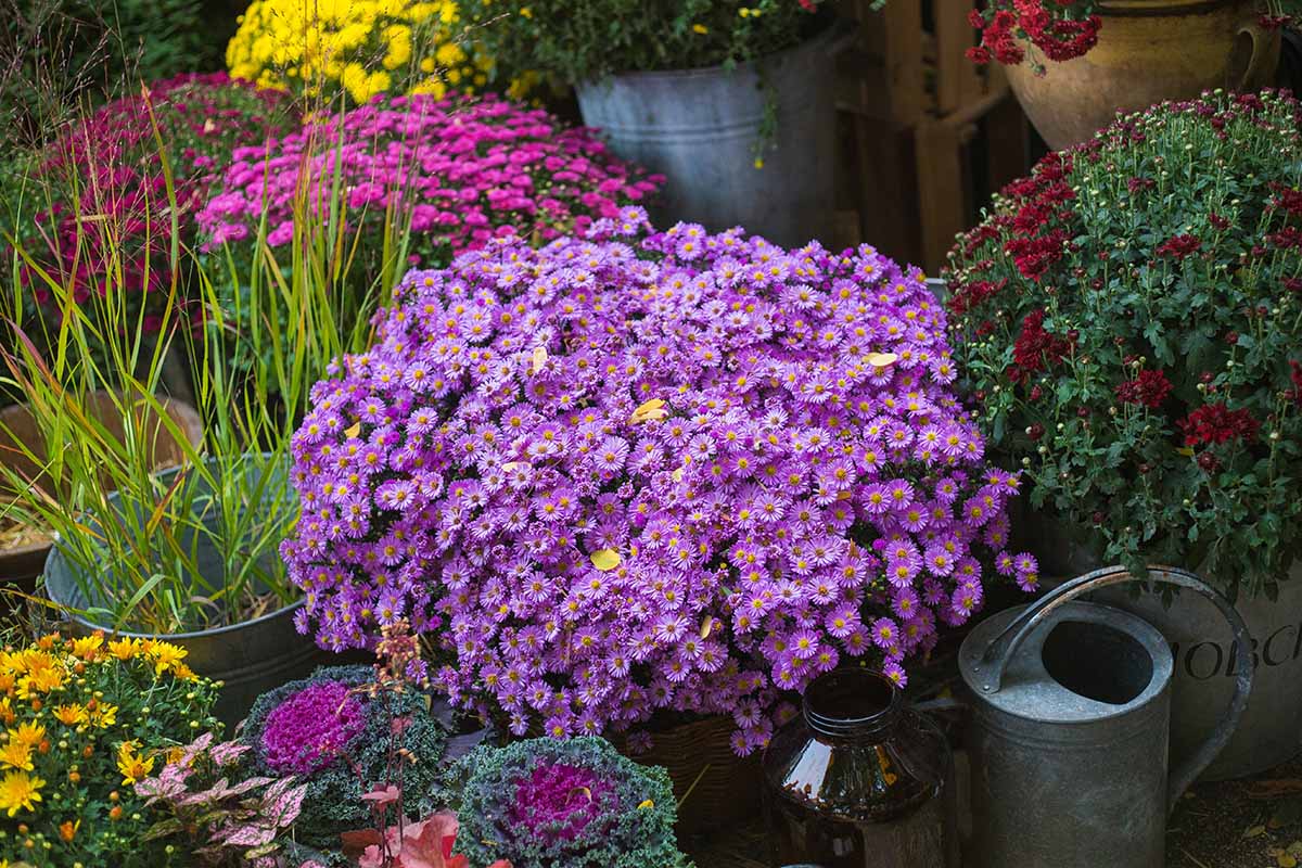 تصویر افقی نزدیک از یک باغ پاسیو رنگارنگ با انواع گل‌ها و گیاهان زینتی که در ظروف رشد می‌کنند.