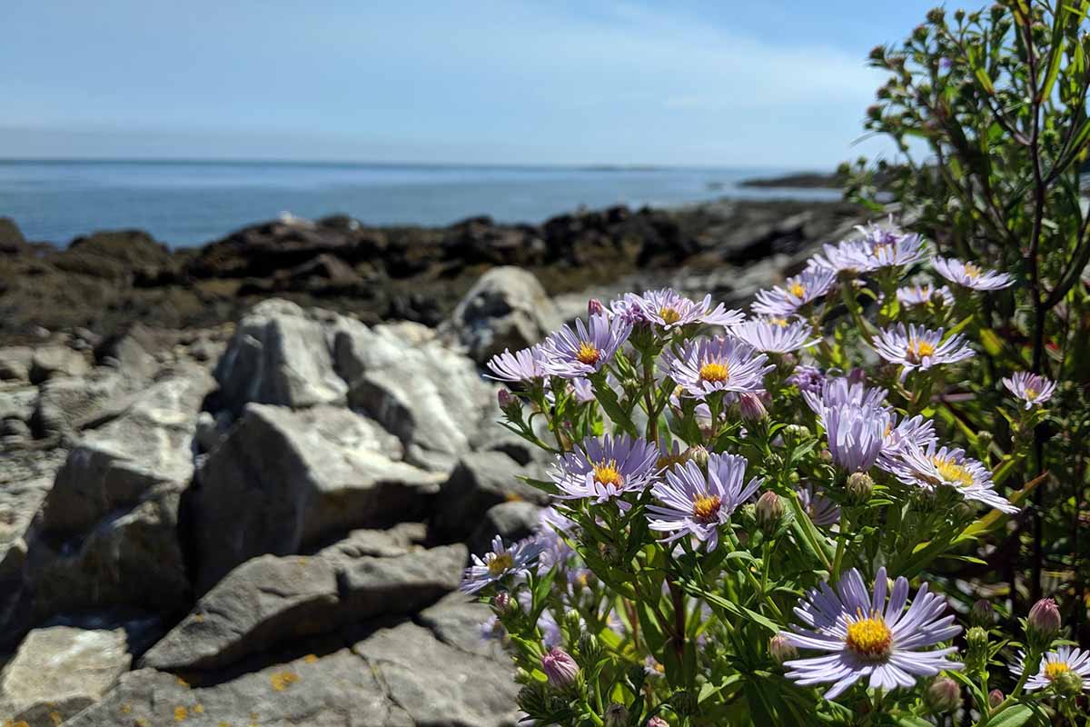 تصویری افقی از گل های مروارید مایکلماس بنفش روشن که در مکانی صخره ای در کنار دریا رشد می کنند.