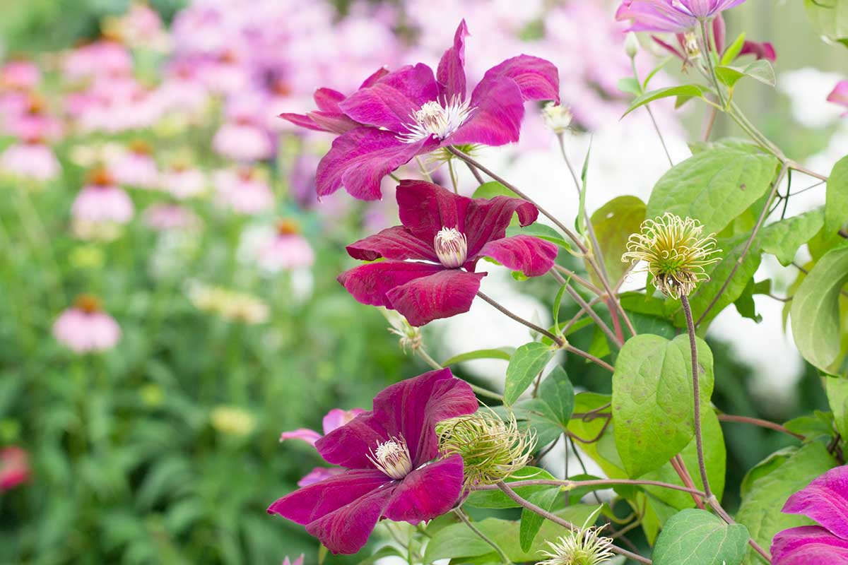 تصویر افقی نزدیک از گل‌های کلماتیس صورتی که در باغ رشد می‌کنند، روی یک پس‌زمینه فوکوس نرم.