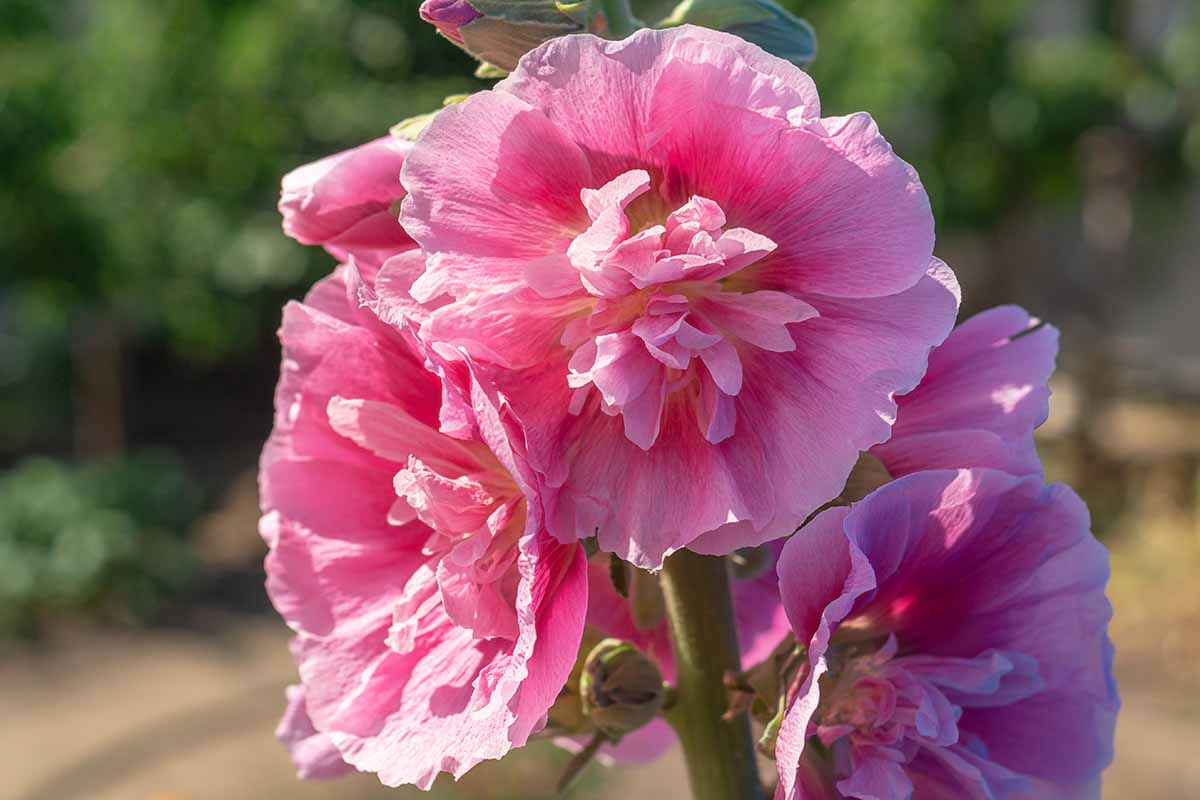 تصویر افقی نزدیک از Alcea rosea (Hollyhocks) صورتی با گلبرگ‌های دوتایی که در زیر نور آفتاب روشن روی پس‌زمینه فوکوس ملایم تصویر شده‌اند.