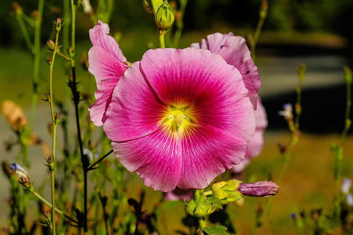 تصویر افقی نزدیک از هالی هاک صورتی (Alcea rosea) که در یک باغ آفتابی در حال رشد است که روی پس‌زمینه فوکوس ملایم تصویر شده است.