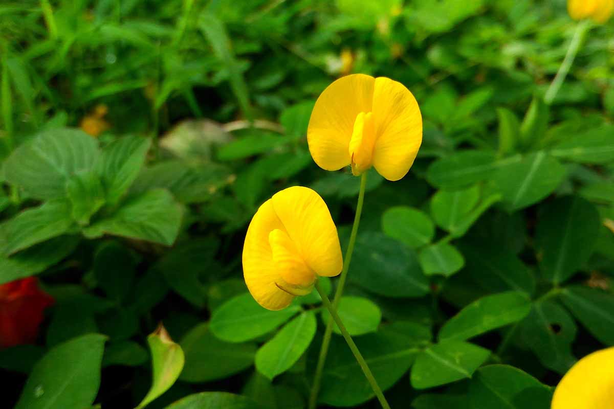 تصویر افقی نزدیک از گل‌های زرد گیاه لوبیا که در پس‌زمینه‌ای با فوکوس ملایم تصویر شده است.
