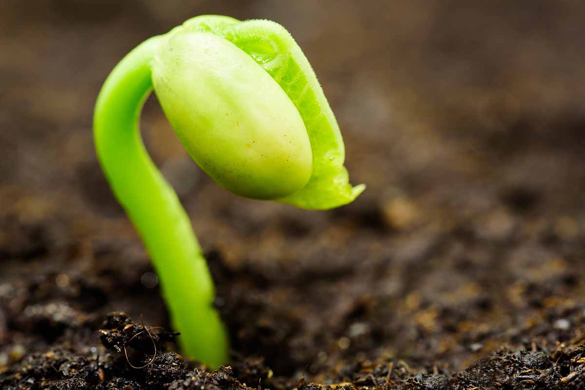 تصویر افقی نزدیک از یک دانه لوبیا در حال جوانه زدن در حال هل دادن به خاک.