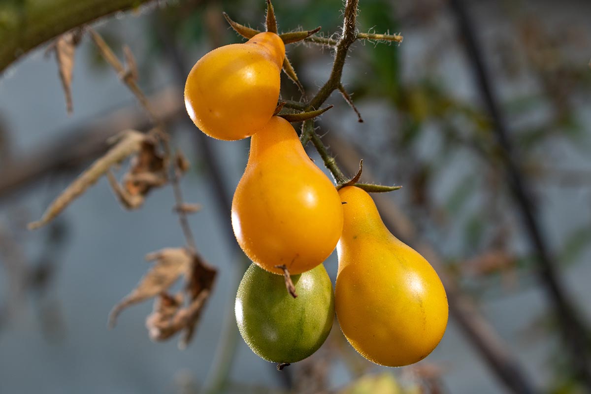 تصویر افقی نزدیک از گوجه‌فرنگی رسیده و نارس «گلابی زرد» که در باغ رشد می‌کند، روی یک پس‌زمینه فوکوس نرم.