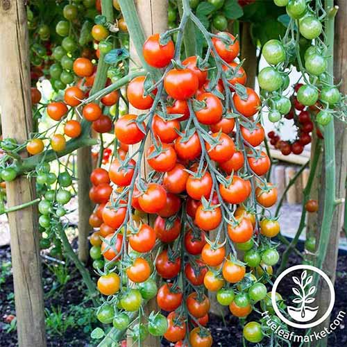 تصویر مربع نزدیک از گوجه‌فرنگی گیلاسی هیبریدی «Supersweet 100» که در باغ رشد می‌کند.  در سمت راست پایین قاب یک لوگوی دایره‌ای سفید با متن قرار دارد.