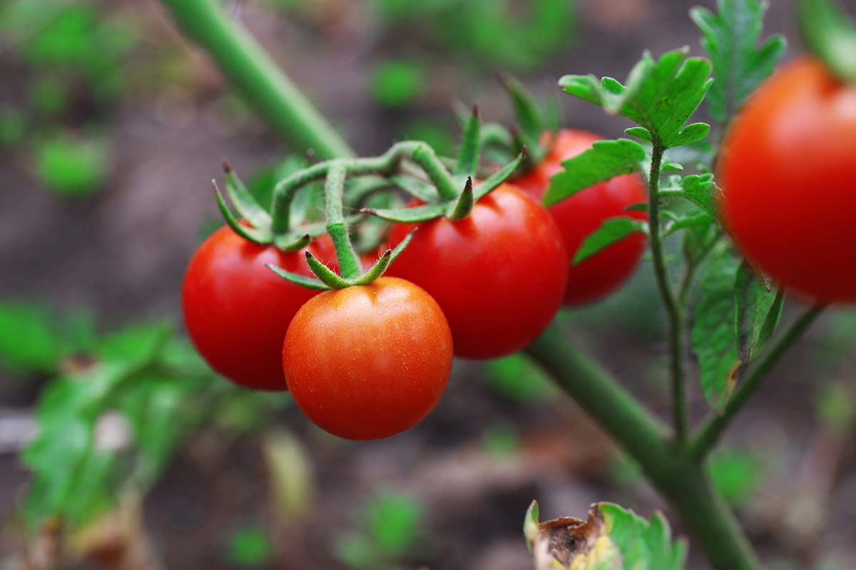 تصویر افقی نزدیک از گوجه‌فرنگی‌های گیلاسی قرمز رسیده در حال رشد در باغ که در پس‌زمینه‌ای با فوکوس ملایم تصویر شده است.