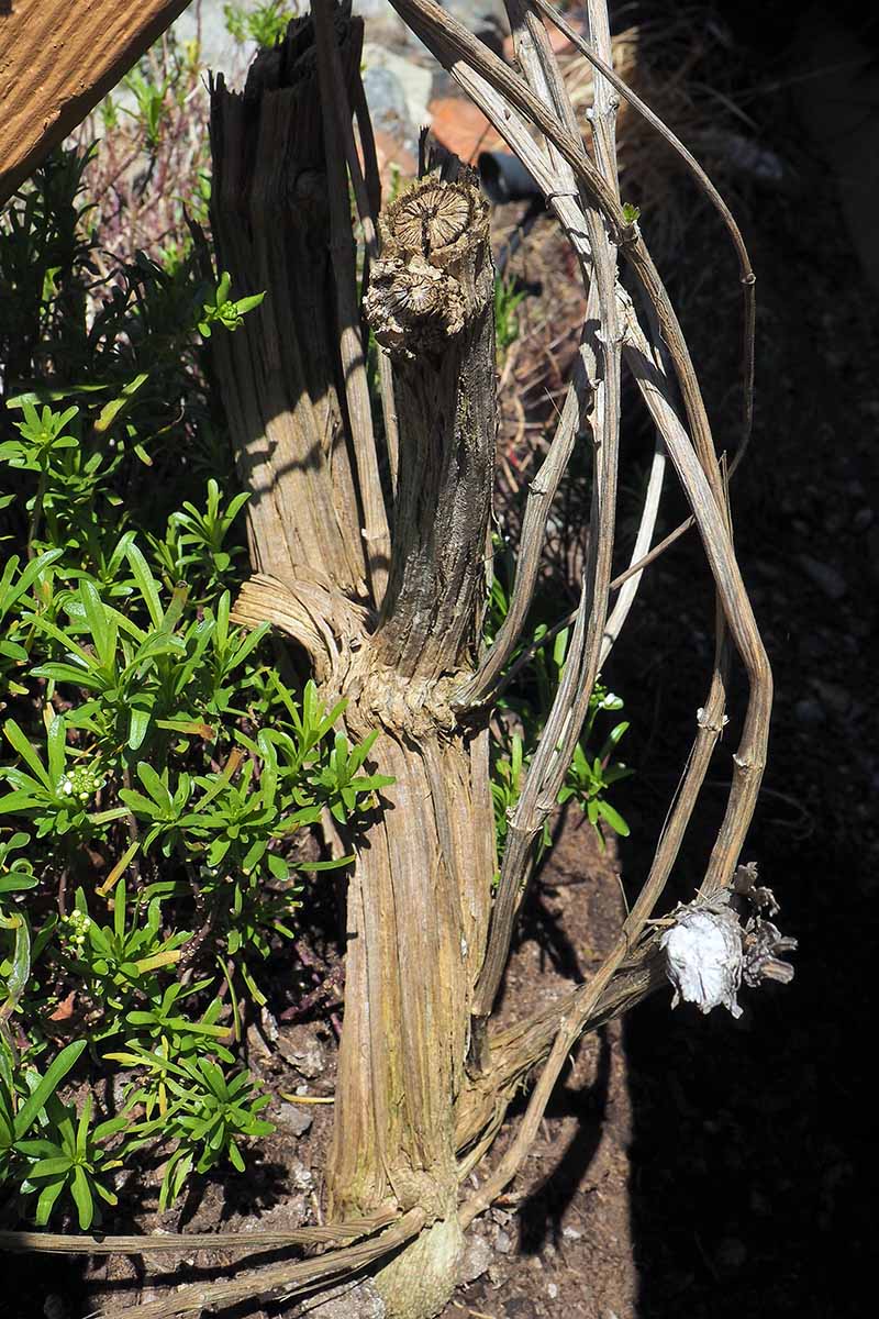 تصویری عمودی از درخت انگور کلماتیس با ساقه ضخیم که در آفتاب روشن در پس‌زمینه‌ای با فوکوس ملایم تصویر شده است.