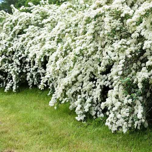 تصویر مربعی از پرچینی از spirea 'Vanhouttei' که در کنار چمنزار رشد می کند.