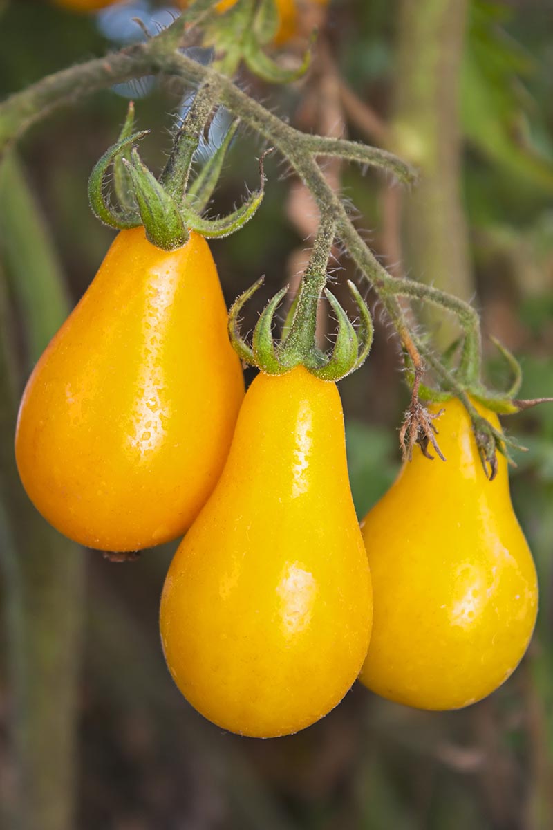 تصویر عمودی نزدیک از گوجه‌فرنگی‌های «گلابی زرد» که روی درخت انگور رشد می‌کنند، در تصویر پس‌زمینه‌ای با فوکوس نرم.