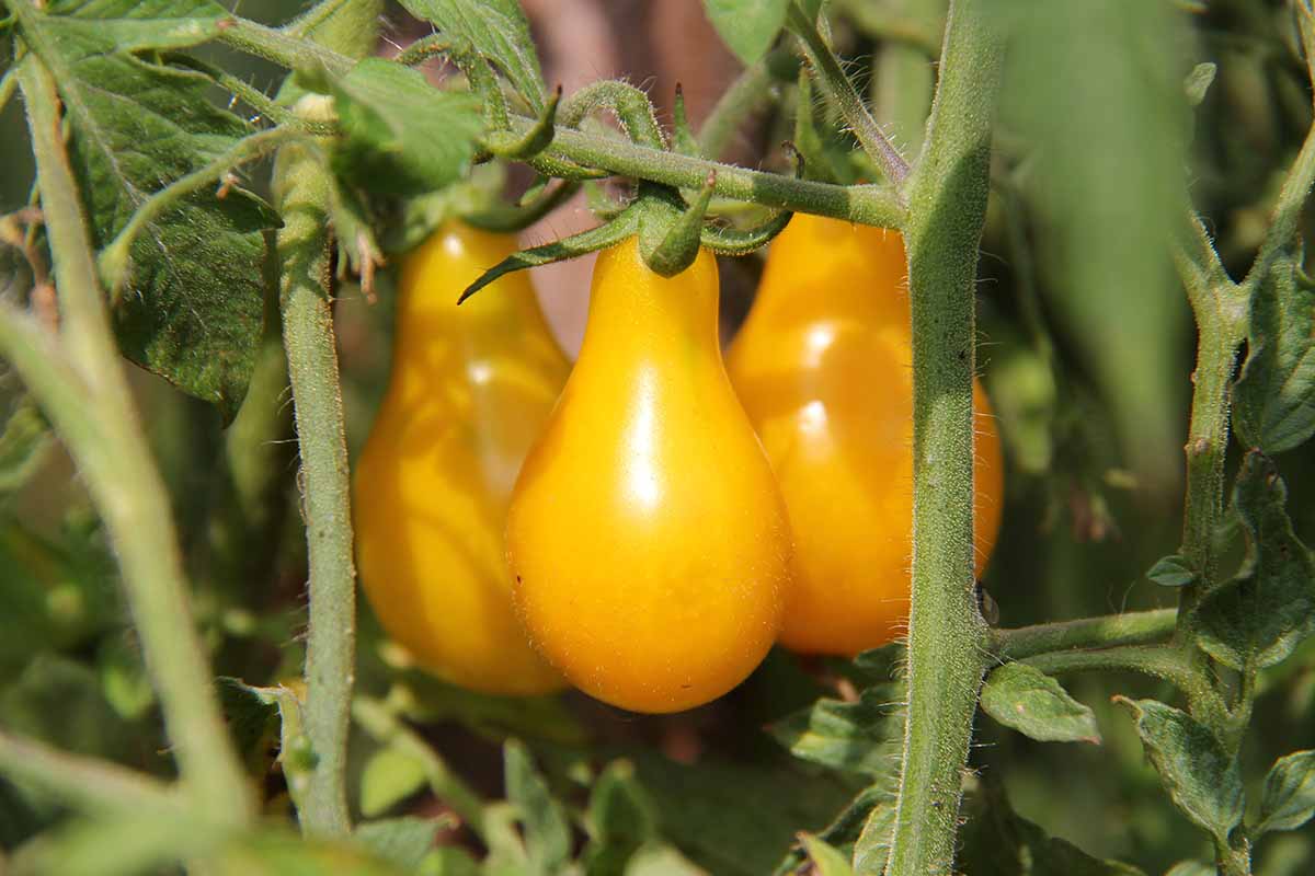 تصویر افقی نزدیک از گوجه‌فرنگی‌های رسیده «گلابی زرد» که در باغ رشد می‌کنند، در زیر نور آفتاب روشن روی پس‌زمینه‌ای با فوکوس نرم.
