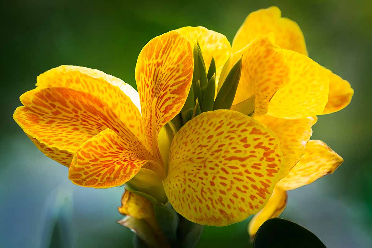 تصویر افقی نزدیک از گل زنبق دو رنگ زرد و نارنجی که روی پس‌زمینه فوکوس ملایم تصویر شده است.
