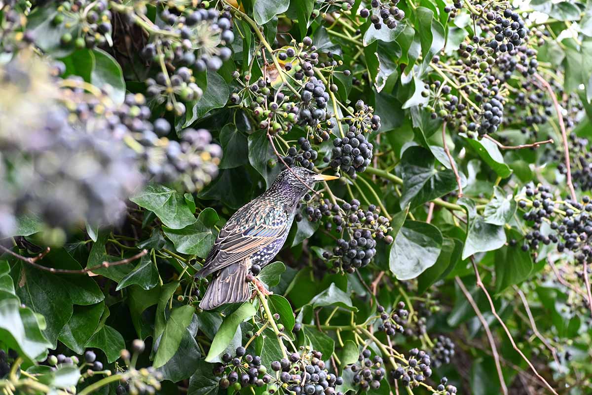 تصویر افقی نزدیک از پرنده ای که از زغال اخته های رسیده در باغ تغذیه می کند.