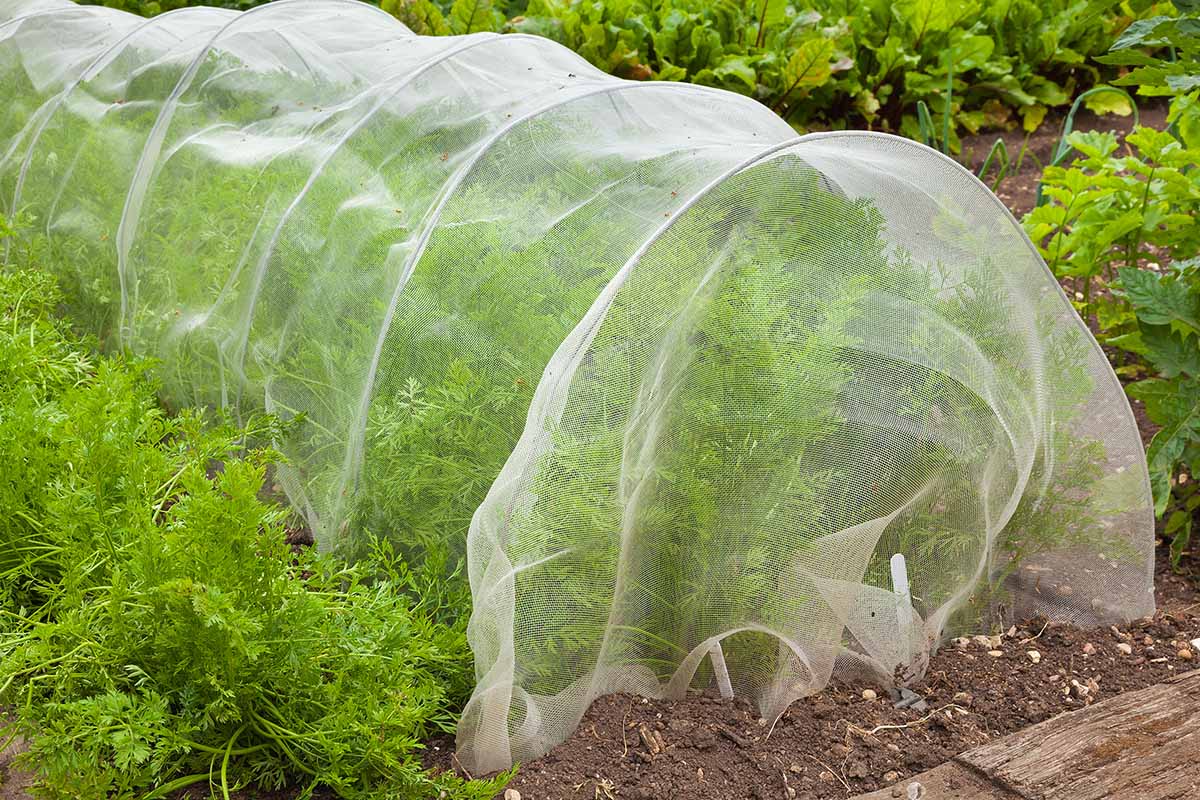 تصویری افقی از یک ردیف هویج در حال رشد در باغ که با پوشش های ردیف شناور برای محافظت از آنها در برابر آفات پوشیده شده است.