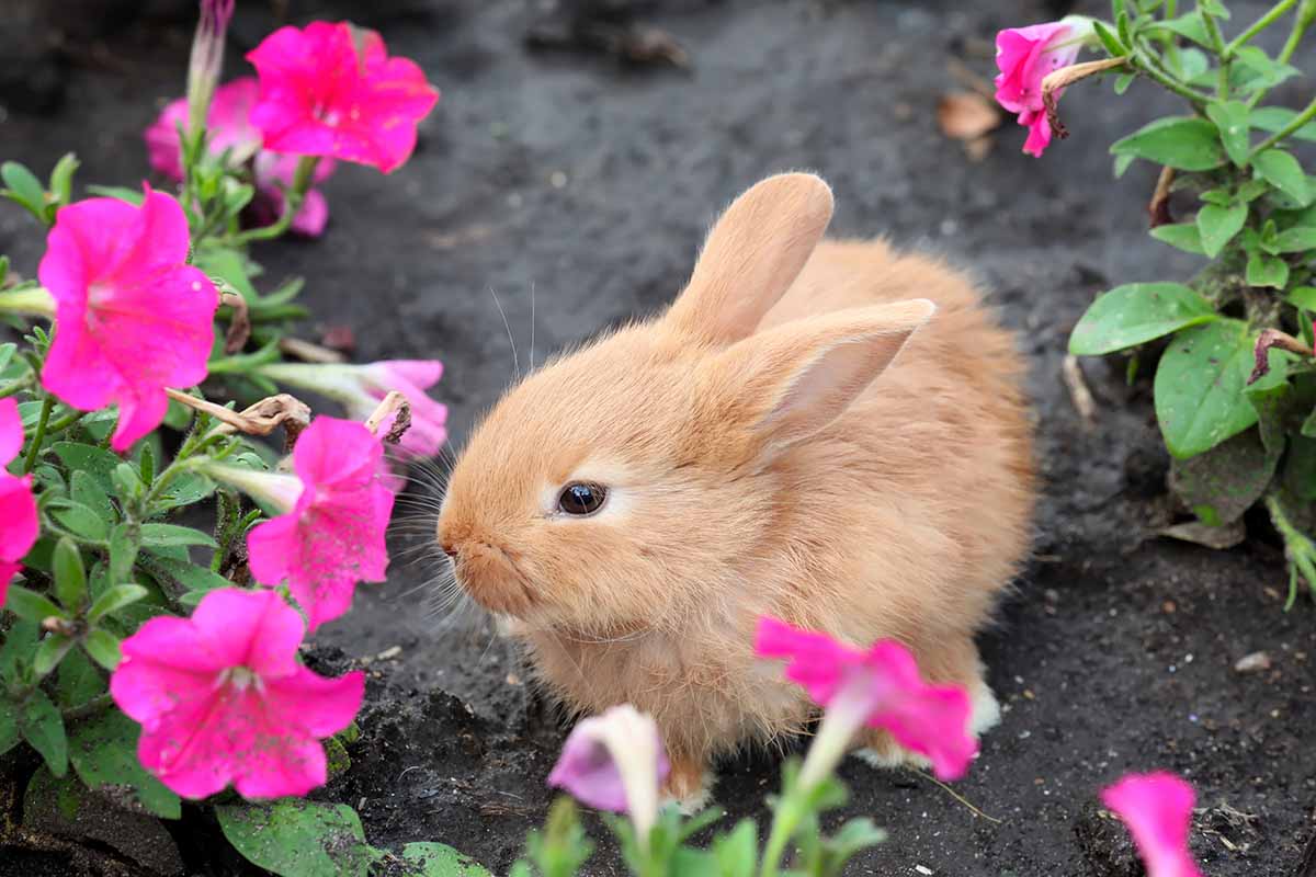 تصویر افقی نزدیک از یک خرگوش کرکی بامزه که روی گل‌های صورتی در باغ می‌خورد.