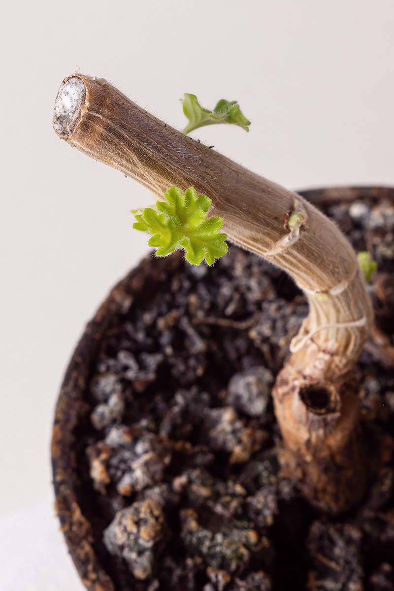 تصویر عمودی نزدیک از یک گیاه شمعدانی گلدانی که برای زمستان به سختی هرس شده است.