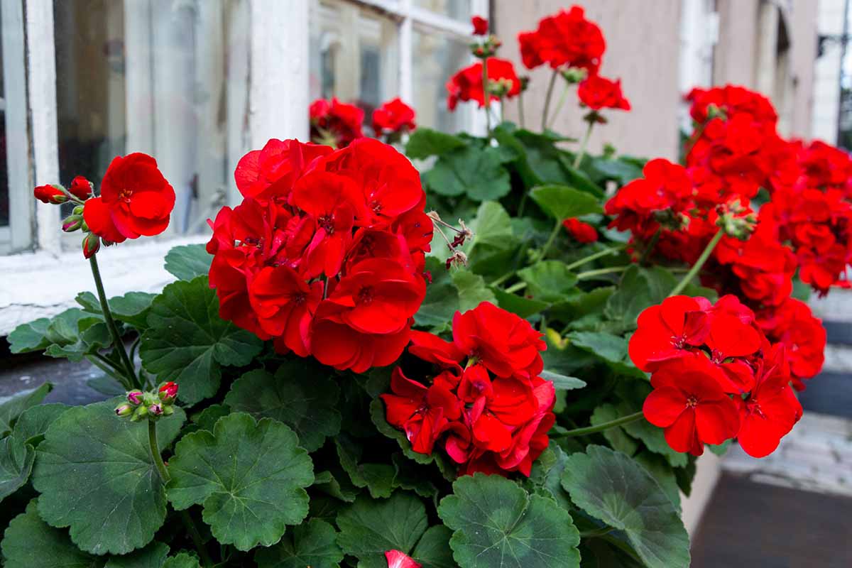 نمای نزدیک از جعبه های پنجره با گل های شمعدانی قرمز روشن در خارج از ردیفی از اقامتگاه ها.