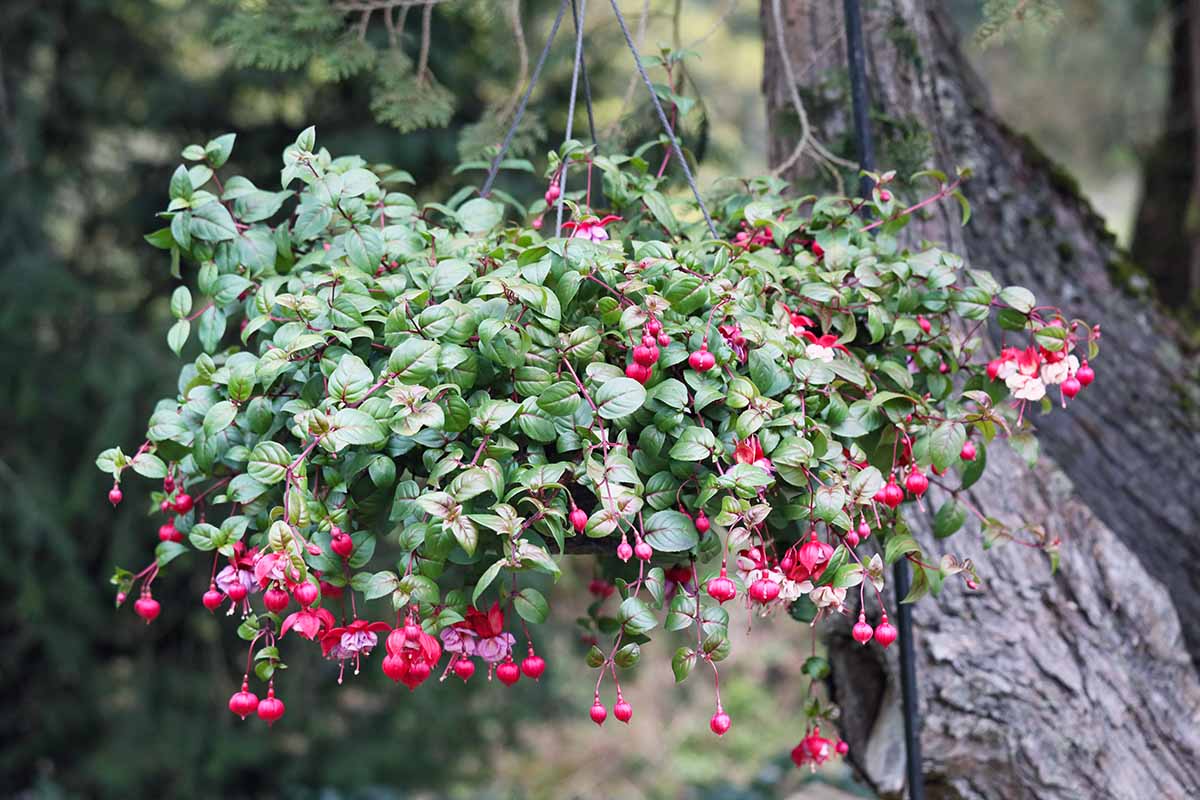 تصویر افقی نزدیک از یک گیاه فوشیا که در یک سبد آویزان با شکوفه ها و جوانه های قرمز روشن رشد می کند.