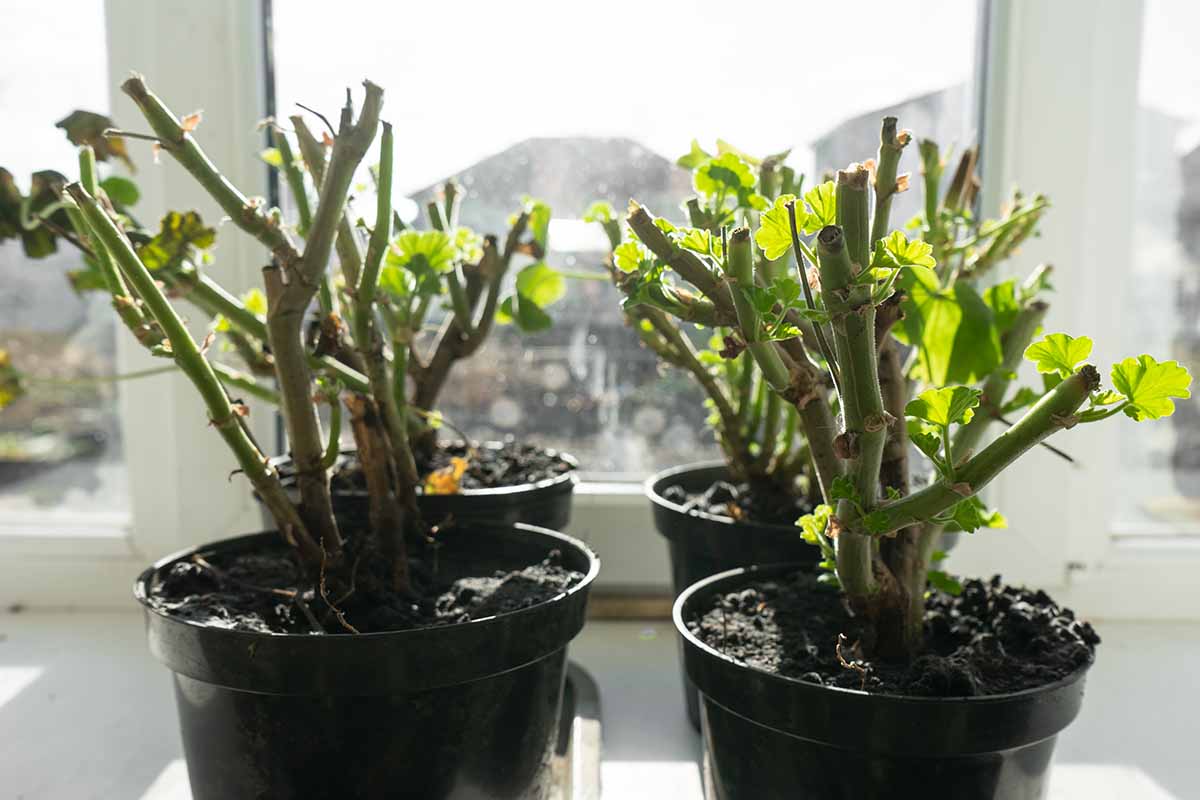 تصویر افقی نزدیک از گیاهان شمعدانی در گلدان های کوچک که روی طاقچه قرار گرفته اند.